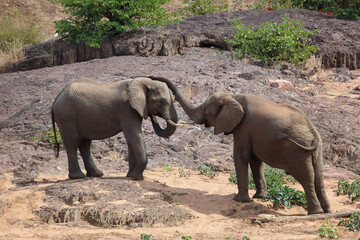 Fototapeta premium Afrikanischer Elefant / African elephant / Loxodonta africana
