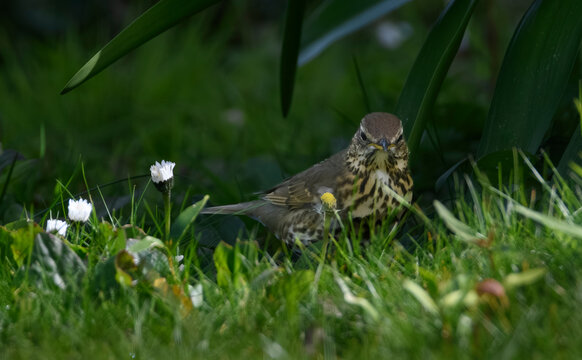 Oiseau Grive musicienne dans un jardin