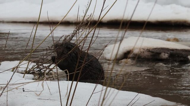 A beaver eats willow branches on a small river in a forest in northeastern Europe in early April