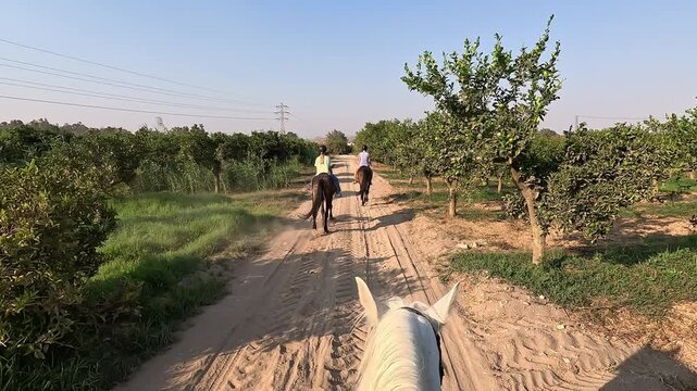 A first-person view of horseback riding along a dirt path through a beautiful rural orchard, with other riders ahead and a peaceful landscape under a clear blue sky. Point Of View (POV), subjective vi