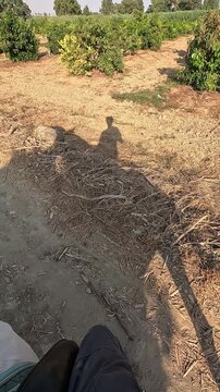 Vertical video of long shadow of a rider and horse moving across dry ground in a sunny citrus orchard. Artistic perspective of horseback riding during golden hour in the countryside