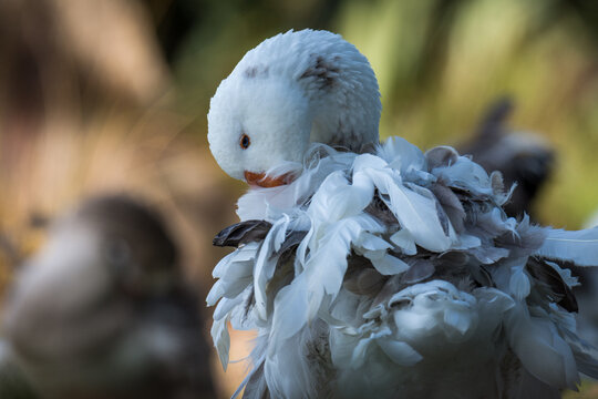 Close up of greylag goose preening itself
