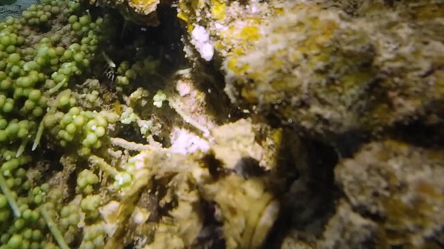 Tassled scorpionfish (Scorpaenopsis oxycephala) moving across sandy seabed near coral. Camouflaged reef fish walking along bottom. Dangerous venomous marine species in natural underwater habitat. Film
