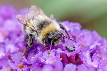 Trzmiel ziemny zbierający nektar z fioletowych kwiatów budlei obok małego chrząszcza. Makrofotografia natury ukazująca bioróżnorodność i zapylanie w letnim ogrodzie. © Henryk Niestrój