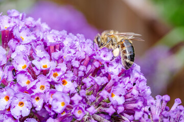 Pszczoła miodna zbierająca nektar z fioletowych kwiatów budlei Dawida. Makrofotografia ukazująca proces zapylania w letnim ogrodzie. Detale przyrody i ekosystemu w słonecznym zbliżeniu. © Henryk Niestrój