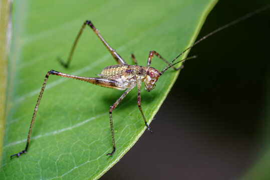 Młody pasikonik na zielonym liściu. Makrofotografia przedstawiająca nimfę owada z długimi czułkami w naturalnym środowisku. Detale budowy, biologia i fauna ogrodu w profesjonalnym zbliżeniu.
