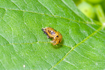 Pomarańczowa poczwarka biedronki na zielonym liściu. Makrofotografia przedstawiająca proces metamorfozy i cykl życia owada w ogrodzie. Detale natury i ekosystemu na profesjonalnym zbliżeniu. © Henryk Niestrój