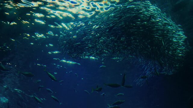 School of fish moving in synchronized motion in ocean environment