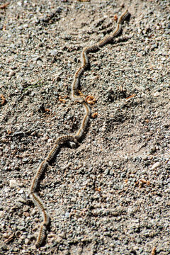 Line of pine processionary caterpillars