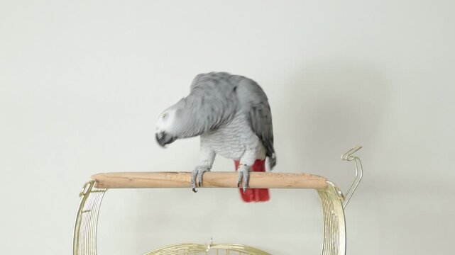 African grey parrot jaco sitting on a wooden perch near a cage, scratching behind the ear, cleaning the beak on the perch and grooming the claw in a bright indoor home setting.