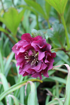 Double purple hellebore flower blooming in a spring garden with green foliage background