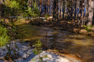 Fototapeta premium Fresh meltwater rushing over rocks in sunny pine wood, capturing essence early spring awakening.