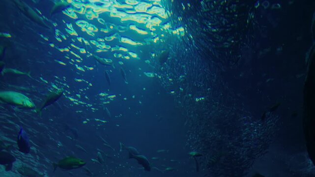 Fish group in ocean forming natural pattern with flowing movement