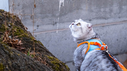 Grey tabby cat in a harness looking up with curiosity © Sandris Veveris