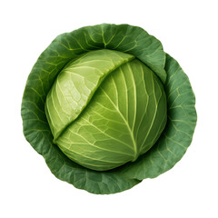 Obraz premium PNG Fresh green cabbage vegetable image.