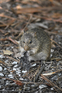 Hungry Hispid Cotton Rat (Sigmodon Hispidus)