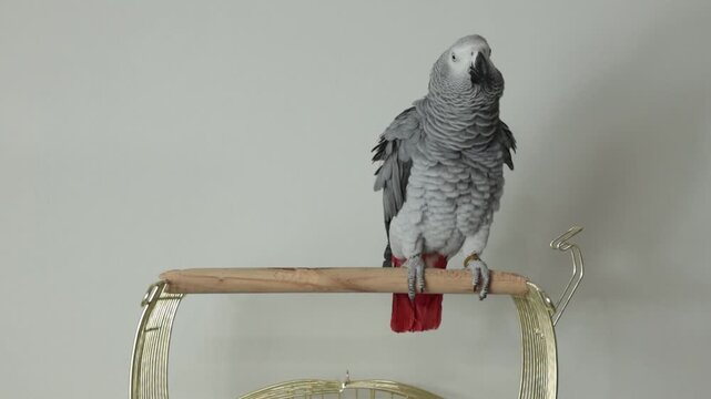 African grey parrot jaco sitting puffed up on a wooden perch near a cage and defecating in a bright indoor home setting. Natural pet bird behavior captured in close view.