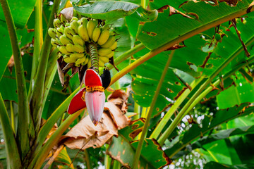 A bird sitting on a banana flower © Petr
