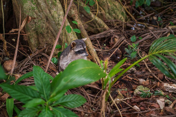 Obraz premium A raccoon sitting by a tree in the Costa Rican jungle