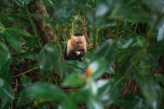 A white-faced capuchin monkey eats fruit in the Costa Rican jungle