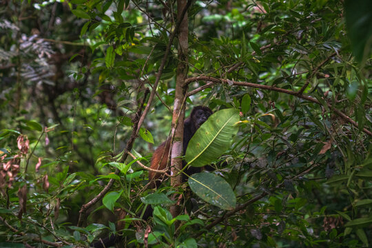 A mantled howler monkey sitting on a tree branch in the Costa Rican jungle