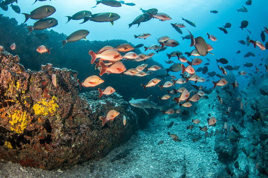Whitetip reef shark and humpack red snapper, French Polynesia