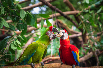 Feeding the Great Green Macaw and the Scarlet Macaw at a rescue center in Costa Rica on the Caribbean coast © Petr