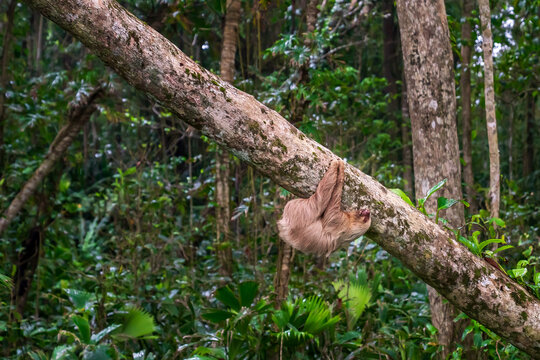 A two-toed sloth hanging upside down from a tree in the Costa Rican jungle