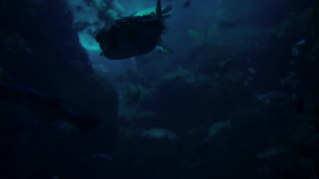 Ocean wildlife with fish swimming together in peaceful environment