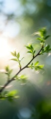 Fototapeta premium Spring Branch with Fresh Green Leaves in Sunlight