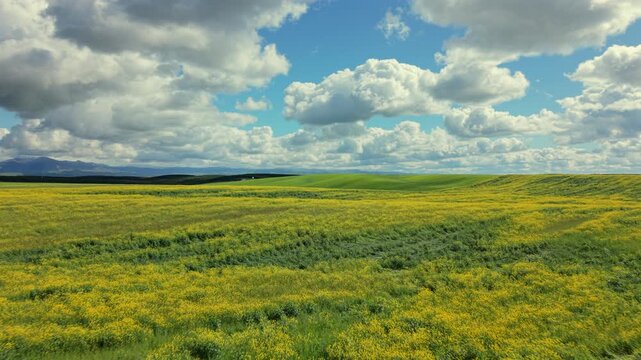 Aerial footage of california wildflower fields in bloom, sweeping yellow carpets across gentle plain, billowy clouds overhead, bright sunlight breaks through, botanist mapping mood, uplifting. USA