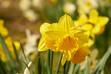 Obraz premium Group of bright yellow daffodils blooming in a spring garden. Narcissus flowers with green leaves on a flowerbed. Natural floral background.