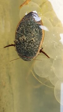 Great Diving Beetle (Dytiscus marginalis) &ndash; Adult Swimming in Pond Water &ndash; common in the wild in the Czech Republic