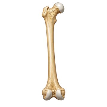 Human femur bone anatomy illustration isolated on white background, medical 3D femur bone structure for educational use