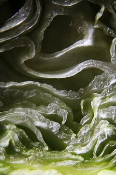 Repollo o col verde es una hortaliza cruc&iacute;fera de hojas resistentes, es protector digestivo y antioxidante, cortado a la mitad muestra un original laberinto de texturas. 