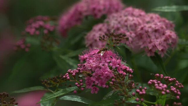 Hoverflies pollinating pink spiraea flowers in vertical close-up with soft
