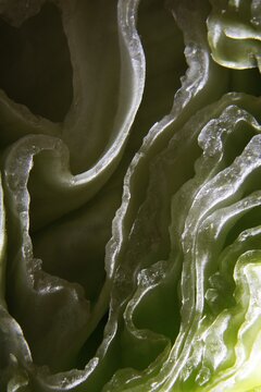 Repollo o col verde es una hortaliza cruc&iacute;fera de hojas resistentes, es protector digestivo y antioxidante, cortado a la mitad muestra un original laberinto de texturas. 