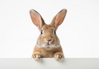 Obraz premium A curious rabbit peeking over a surface with large expressive ears