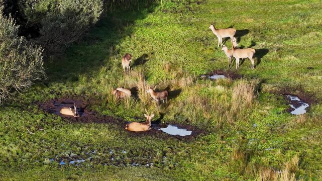 Red deer stags and hinds wallowing in the mud during the rut in County Donegal, Ireland