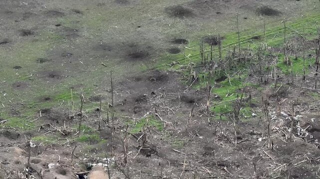 Detailed aerial drone survey of a damaged trench network and defensive positions within a tree line.