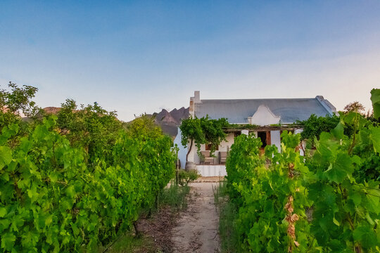 Traditional Cape Dutch Farmhouse Framed by Vineyard Rows at Twilight