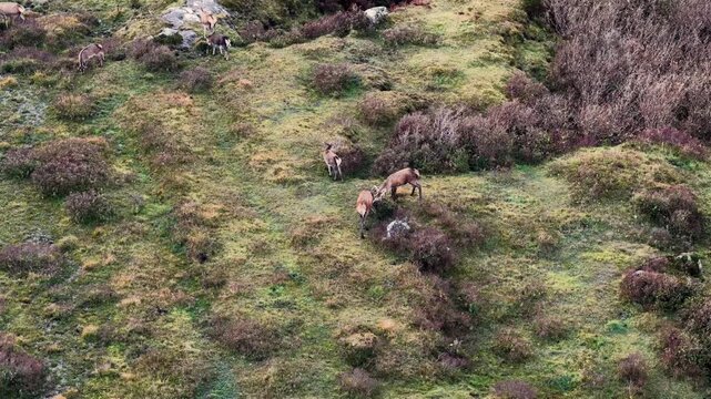 Two Red deer stags having a fight during the rut in County Donegal, Ireland