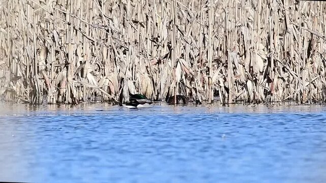 Drake Mallard Preening
