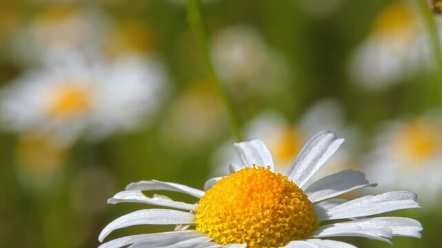 Single white daisy flower head in focus with vibrant yellow center, camera pan, close-up, natural lighting. Clarity & Purity.