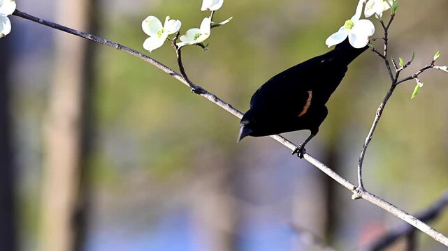 Redwing Blackbird on Dogwood Branch