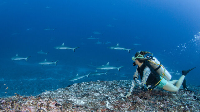 Grey reef shark and scuba diver, French Polynesia 