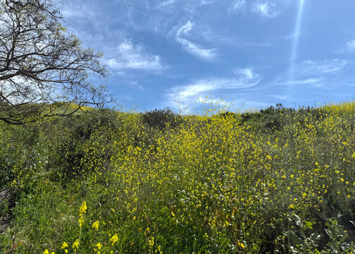 Springtime Hill in Southern California with yellow Mustard Flowers