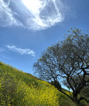 Springtime Hill in Southern California with yellow Mustard Flowers