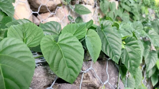 Close up of beautiful green heart-shaped leaves of a climbing plant growing over a stone wall with wire mesh gabion structure, showcasing natural textures and organic growth.