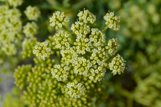 Sea fennel on a rocky beach in Italy, Europe